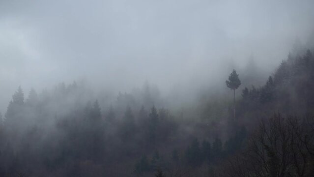 Magnificent view of the tree-covered mountain and the fog above it