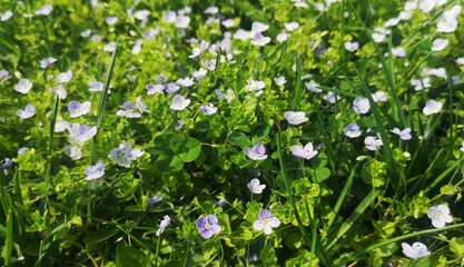 Veronica alpine close-up. White and purple flowers that grow in mountainous areas. Nature of...