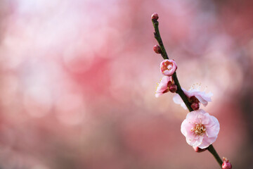 背景が美しいピンク色の梅の花