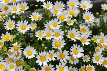 Beautiful white daisy. Flower background
