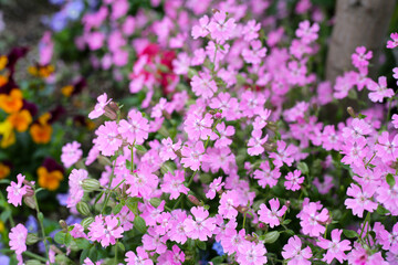 Fototapeta premium Silene pendula pink flower in the garden