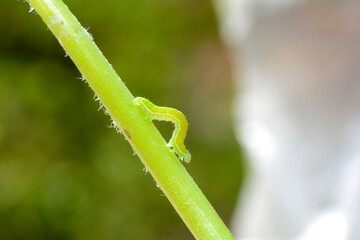 Green caterpillar on a plant stem