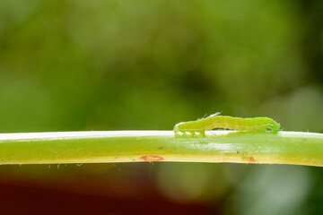Green caterpillar on a plant stem