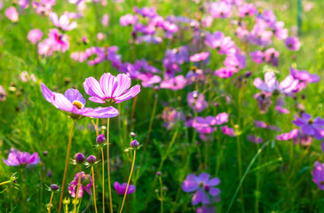 Beautiful purple cosmos flowers at cosmos field in moring sunlight. amazing of cosmos flower field landscape in sunset. nature flower  background.