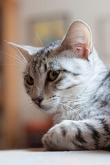 Porträt einer jungen Egyptian Mau Katze
