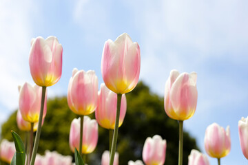 Beautiful tulip flower garden. The Expo 70 Commemorative Park, Osaka, Japan