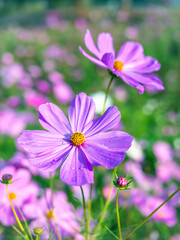 Fototapeta premium Close-up of beautiful cosmos flowers at cosmos field in moring sunlight. amazing of close-up of cosmos flower. nature flower background.
