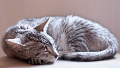 Junge schlafende Egyptian Mau Katze