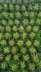 Fototapeta premium Drone captures carbon neutral mangrove forest from above for net zero emissions concept