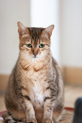 Porträt einer sitzenden Egyptian Mau Katze