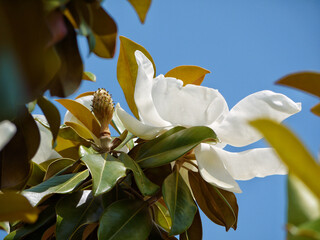 Magnolia Grandiflora blooming in Blumengarten Hirschstetten in Wien. Huge white magnolia flower...