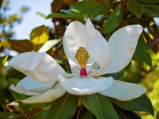 Magnolia Grandiflora blooming in Blumengarten Hirschstetten in Wien. Huge white magnolia flower...