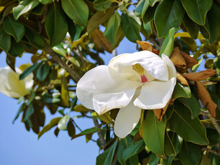 Magnolia Grandiflora blooming in Blumengarten Hirschstetten in Wien. Huge white magnolia flower close up © Anastasiia