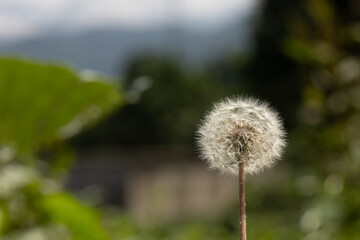 Close up of a dandelion on a blurry background for purpose of web and design use