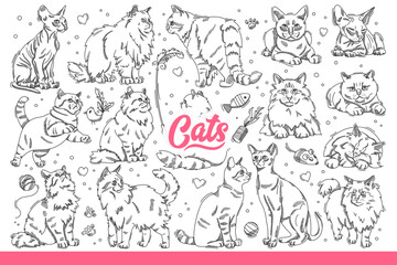 Domestic cats of different breeds in different poses, resting or hunting for toys. Fluffy and hairless cats for advertising zoo store with products for pet owners. Hand drawn doodle