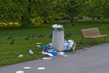 In the morning of spring, a flock of common jackdaws in the city park can be seen picking waste...