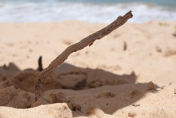 A stick on the beach
