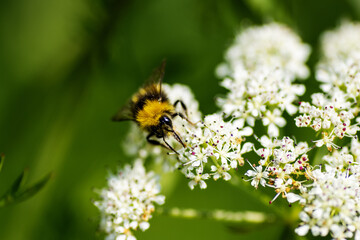 solitary bumble bee feeding from a white flower of an Apiaceae or Umbelliferae wildflower species - Powered by Adobe