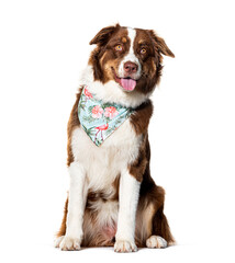 Australian shepherd Panting, wearing a blue scarf, isolated on white