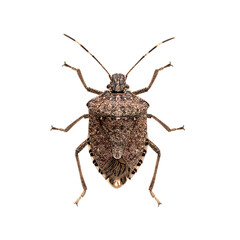 Detailed macro photo of the Dorsal view of an adult halyomorpha halys, commonly known as the brown marmorated stink bug, isolated on white