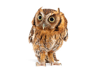 portrait close-up on a Tropical screech owl, Megascops choliba, isolated on white