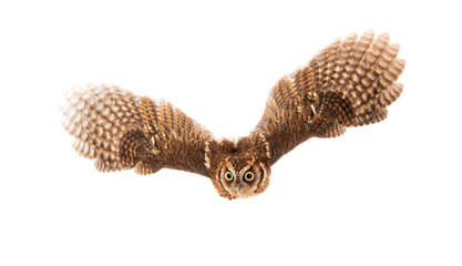 Captivating tropical screech owl flying with wings spread wide, isolated on a white