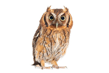 A captivating brown Tropical screech owl stares intently, isolated on white