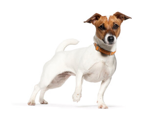 Alert jack russell terrier standing on white background