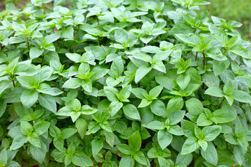 Fresh green leaves of sweet basil plant