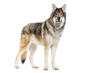 Timber Shepherd a kind of Wolfdog, looking at the camera, Isolated on white