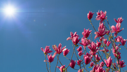 A single pink magnolia blossom framed by a clear blue sky.