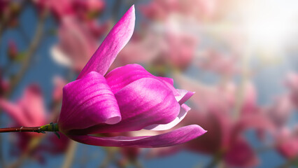 A single pink magnolia blossom framed by a clear blue sky.