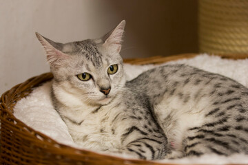 Egyptian Mau in ihrem Katzenbett