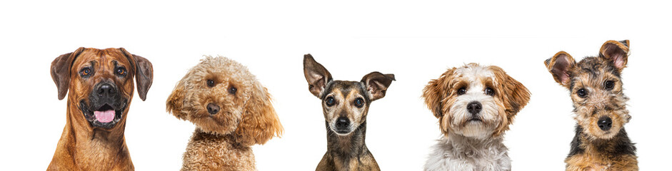 Portrait of five different breed dogs side by side, isolated on white