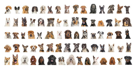 Collage of many different dog breeds heads, facing and looking at the camera against a neutral...