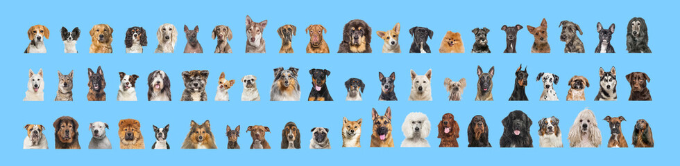 Collage of many different dog breeds heads, facing and looking at the camera against a neutral blue...