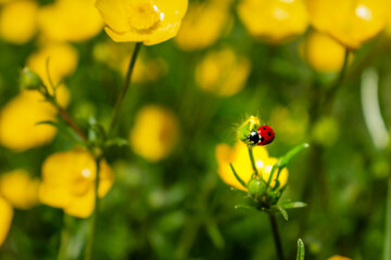 Buttercup with ladybug in a garden in spring, ranunculus repens