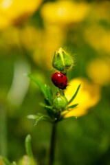 Buttercup with ladybug in a garden in spring, ranunculus repens