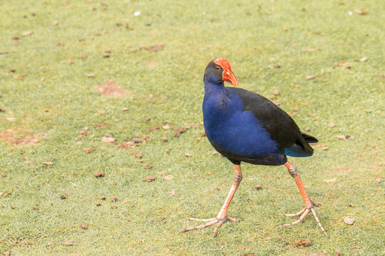 A native Pukeko bird with striking blue plumage and red beak, foraging in New Zealand wetlands