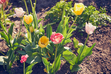 różnokolorowe tulipany 