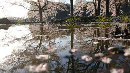 美しい桜の花