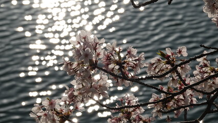 美しい桜の花