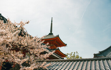 Spring Bloom: A Serene View of Cherry Blossoms Adorning a Traditional Japanese Temple