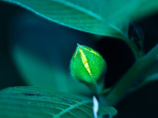 Macro of a yellow bud