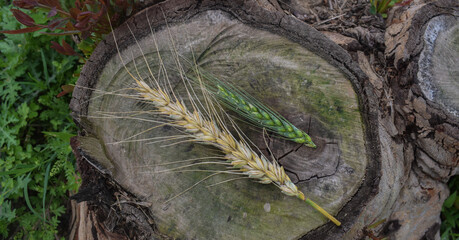 Seeds of ripe wheat on a white background. A whole crop of wheat germ. spikelet of wheat for flour...