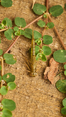 A dragonfly larva out of the water
