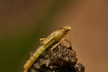 A dragonfly larva out of the water