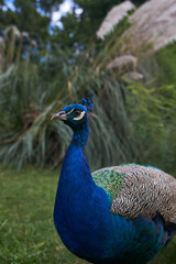 A blue male peacock on a background of nature green plants