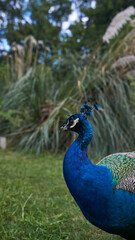 A blue male peacock on a background of nature green plants