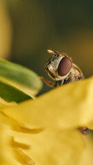 Details of a hoverfly perched on a yellow flower